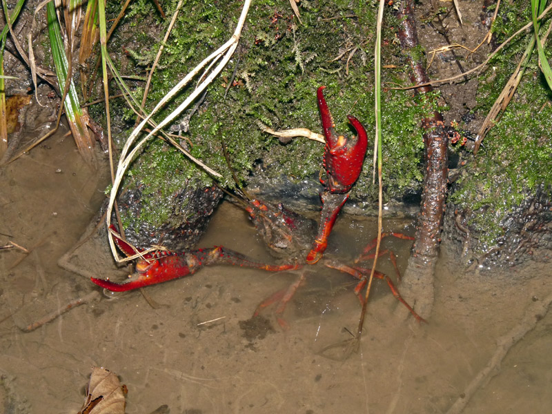 Procambarus clarkii